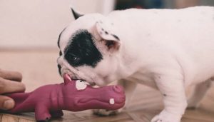 Hund Und Katze Aneinander Gewöhnen Hundemagazincom