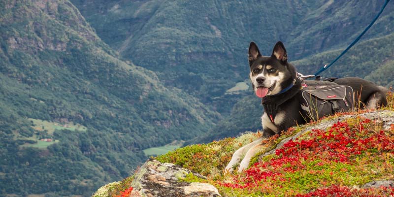 Einreise hund norwegen 28 tage regelung