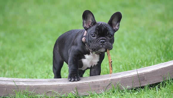 Hundeversicherung Französische Bulldogge