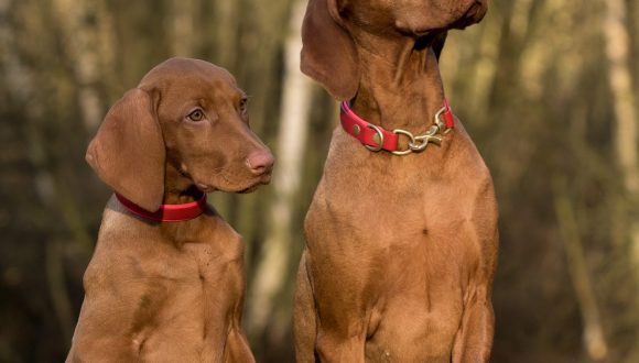 Zwei braune Magyar Viszla mit roten Halsbändern stützen sich mit ihren Pfoten auf einem Zaun ab und schauen in die obere rechte Ecke.