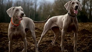 Zwei Weimaraner stehen auf einem Feld.