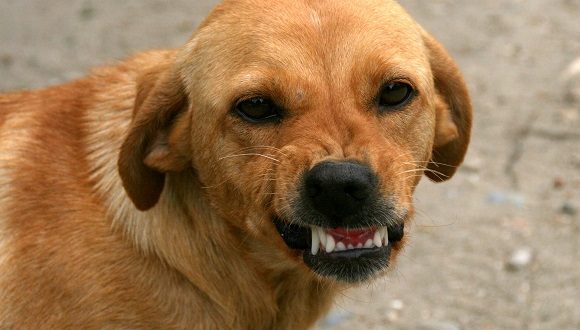 Hundeerziehung Tipps & Tricks für Hundehalter