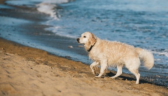 cherry eye hund selbst behandeln