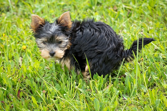 Verstopfung beim Hund und