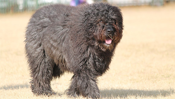 Bouvier Des Flandres Hundemagazin Com