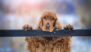 Ein Cocker Spaniel liegt mit seinem Pfoten und dem Kopf auf einem schwarzen Zaun.
