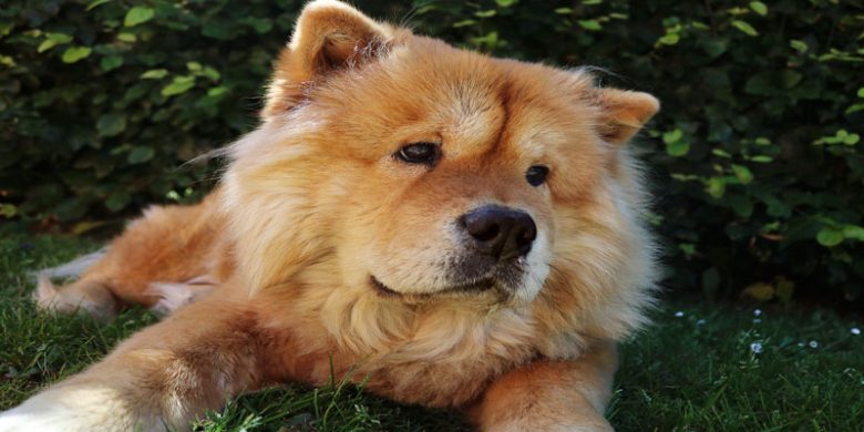 Bordeaux Dogge Was Sie über den gemütlichen Begleiter wissen sollten