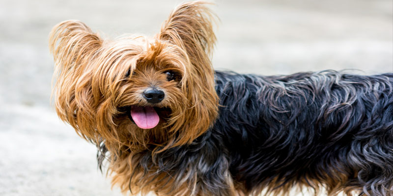 Yorkshire_Terrier_hund