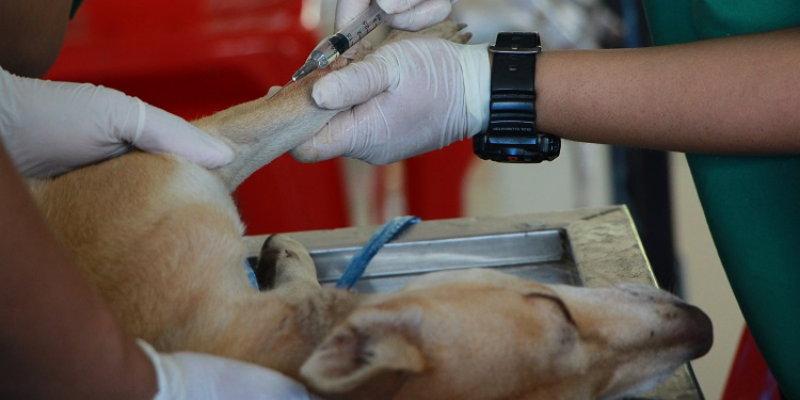 Hundegesundheit