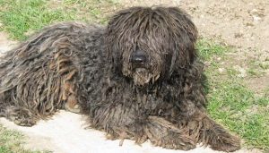 Ein schwarzer ausgewachsener Puli liegt auf einem kleinen Weg.