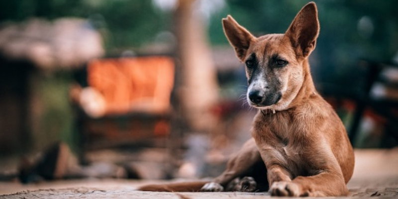 mittelmeerkrankheitenbeimhund