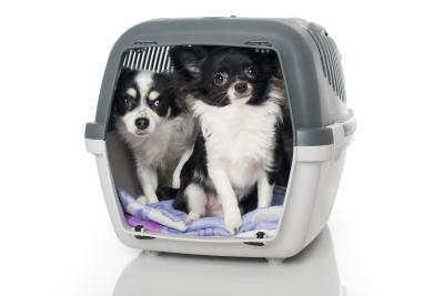 Transportbox mit zwei hunden